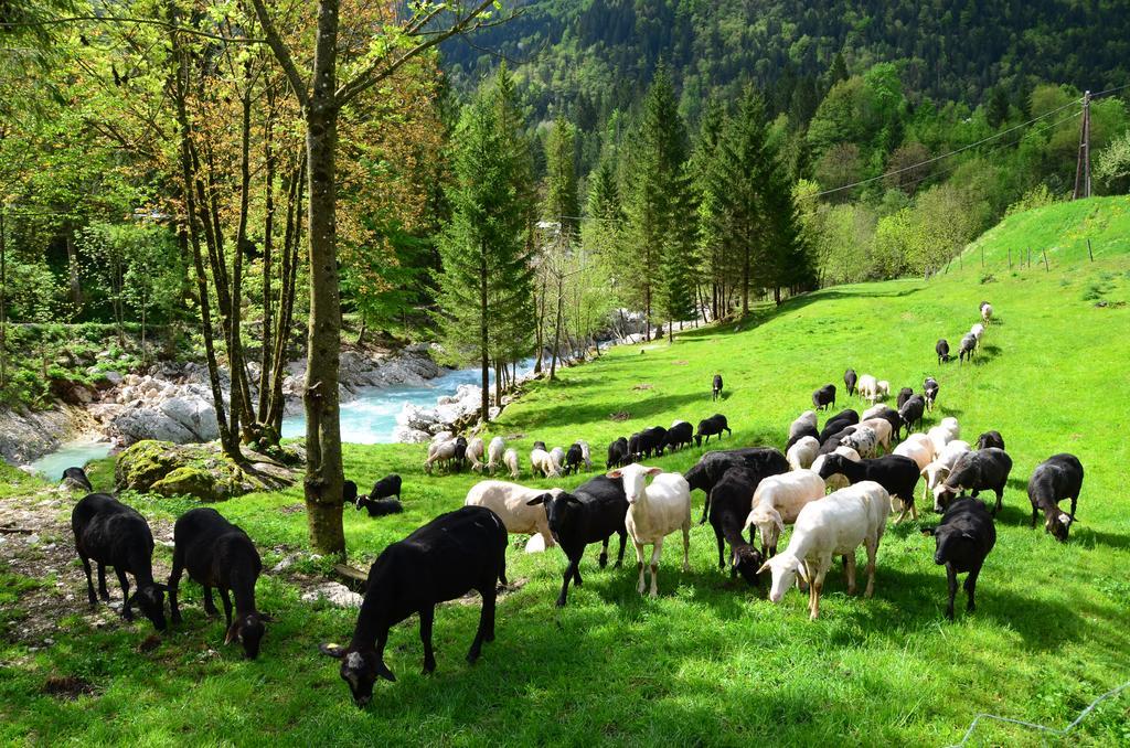 Bovec Home At Three Samoyeds Soča Buitenkant foto